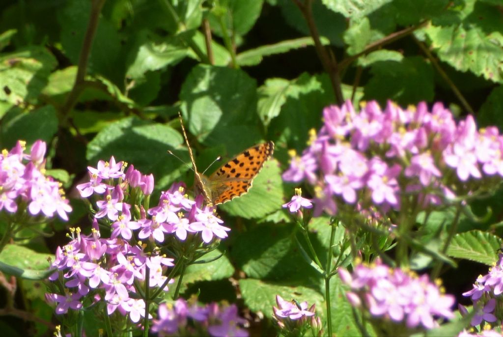 Farfalla arancione: Issoria lathonia